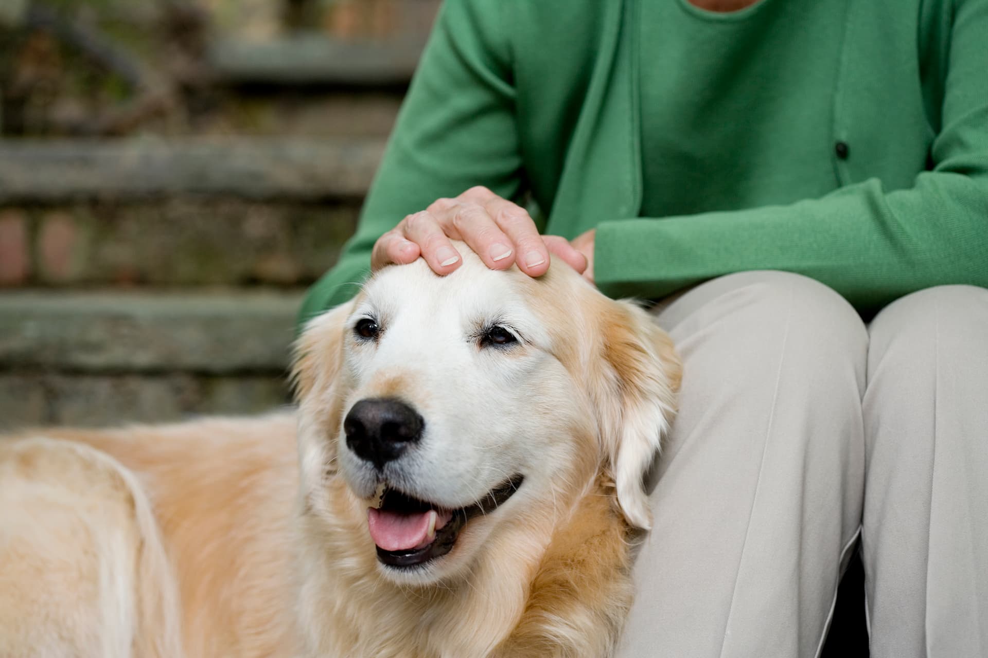 Veterinary Acupuncture
